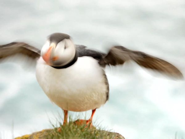 Ocean Treks With Jeff Corwin - Anchorage: Alaska's Gateway