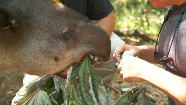 Ocean Treks With Jeff Corwin - Belize: Jaguar Country