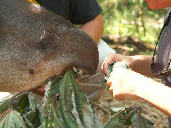 Ocean Treks With Jeff Corwin - Belize: Jaguar Country