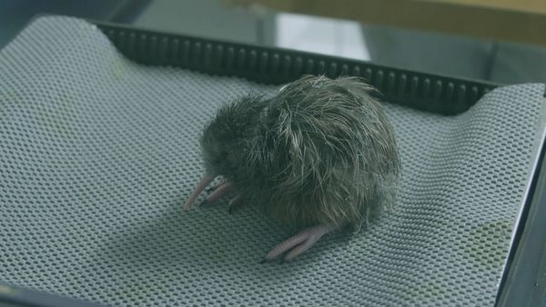 Ocean Treks With Jeff Corwin - Tauranga: Kiwi Country