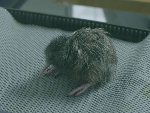 Ocean Treks With Jeff Corwin - Tauranga: Kiwi Country