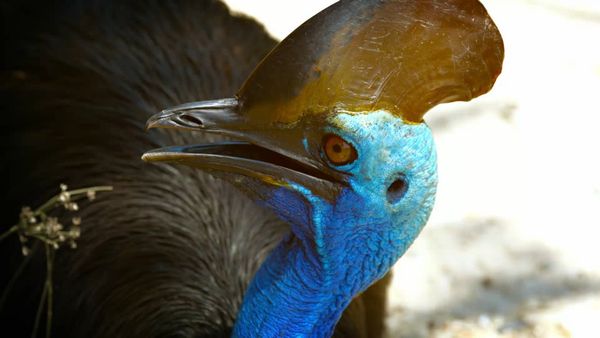 Ocean Treks With Jeff Corwin - Cairns: The Great Barrier Reef