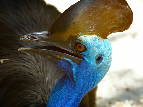 Ocean Treks With Jeff Corwin - Cairns: The Great Barrier Reef