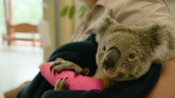 Ocean Treks With Jeff Corwin - Brisbane: Back to the Wild