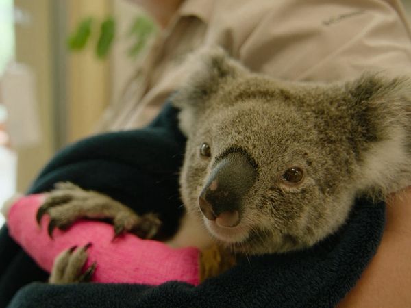 Ocean Treks With Jeff Corwin - Brisbane: Back to the Wild