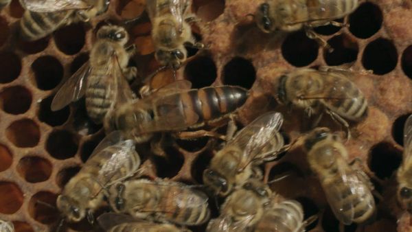 Ocean Treks With Jeff Corwin - Crete: Land of Honey