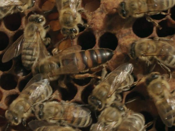 Ocean Treks With Jeff Corwin - Crete: Land of Honey