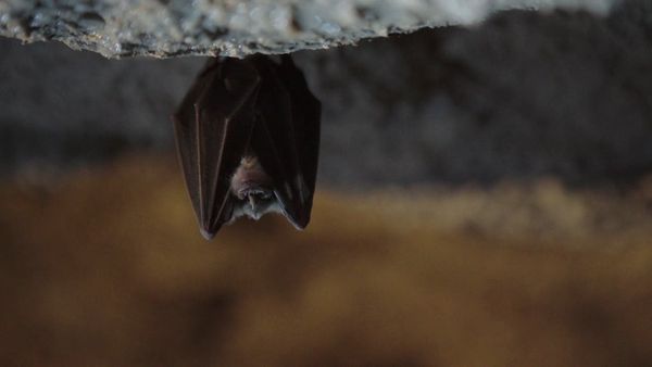 Ocean Treks With Jeff Corwin - Kotor: A Step Back in Time