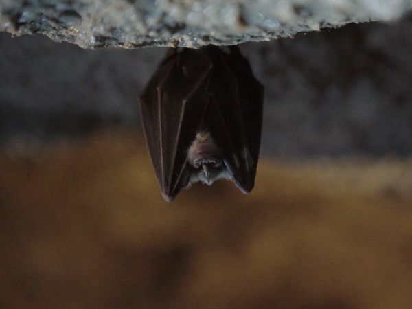 Ocean Treks With Jeff Corwin - Kotor: A Step Back in Time
