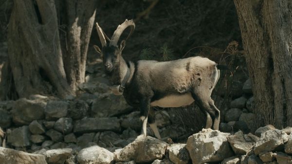 Ocean Treks With Jeff Corwin - Crete: Natural Wonders