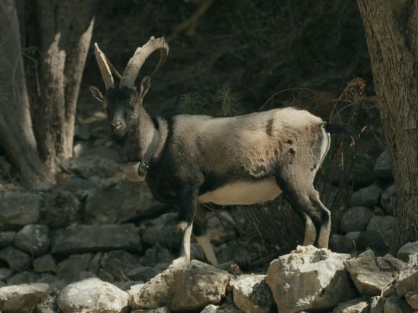 Ocean Treks With Jeff Corwin - Crete: Natural Wonders
