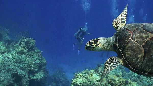 Ocean Treks With Jeff Corwin - Grand Turk: Save the Turtles