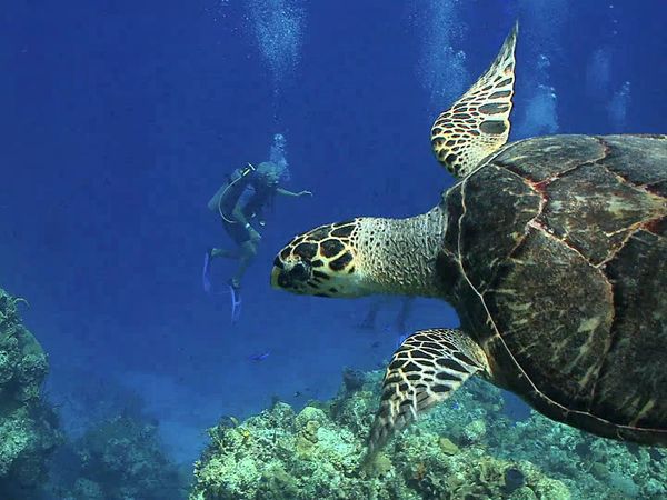 Ocean Treks With Jeff Corwin - Grand Turk: Save the Turtles