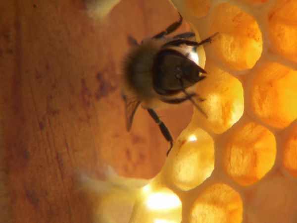 Im Bann der Jahreszeiten - Früchte des Sommers