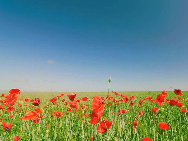 Im Bann der Jahreszeiten - Sonnenwende