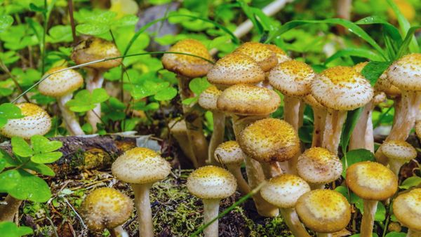 Im Bann der Jahreszeiten - Herbstboten