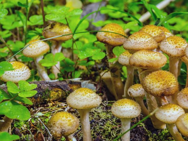 Im Bann der Jahreszeiten - Herbstboten