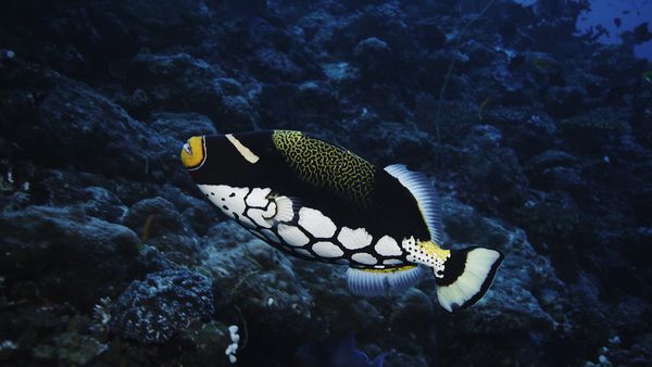 Wild Window: Bejeweled Fishes - Wild Window: Bejeweled Fishes