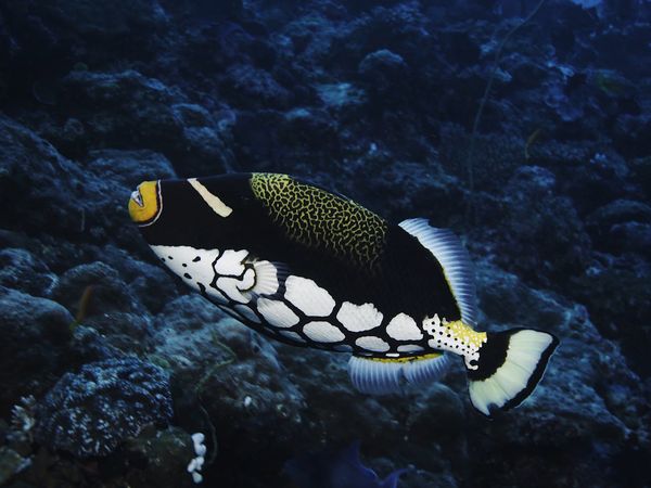 Wild Window: Bejeweled Fishes - Wild Window: Bejeweled Fishes