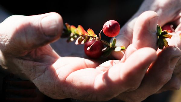 Crate to Plate - Cranberries