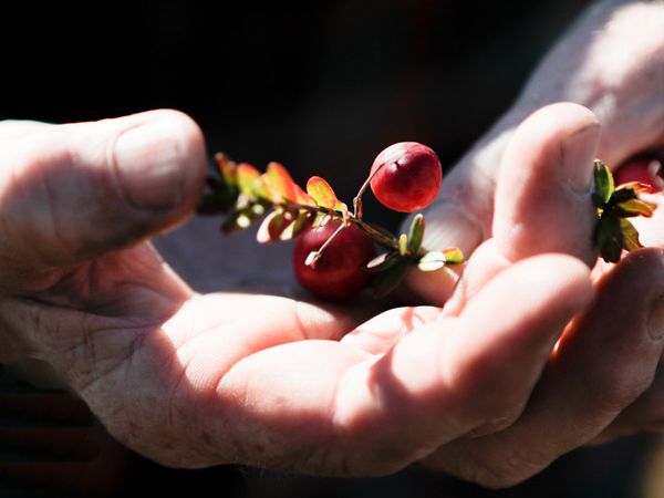 Crate to Plate - Cranberries