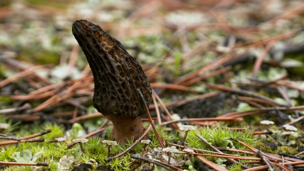 Crate to Plate - Morels
