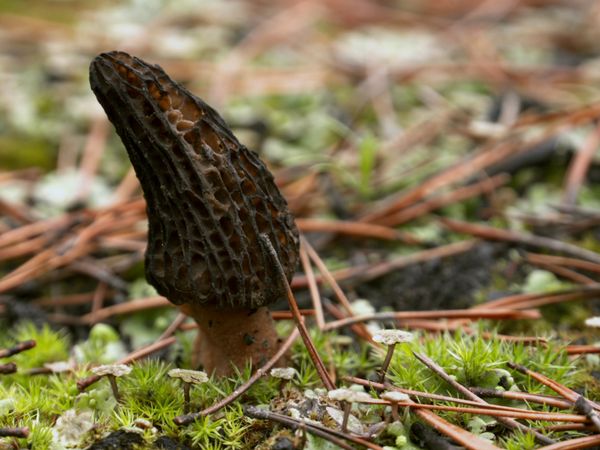 Crate to Plate - Morels