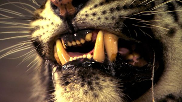 Human Prey - Killers on the Loose