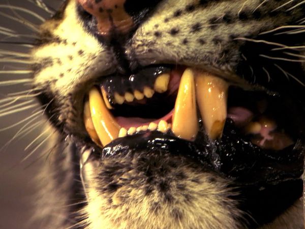 Human Prey - Killers on the Loose