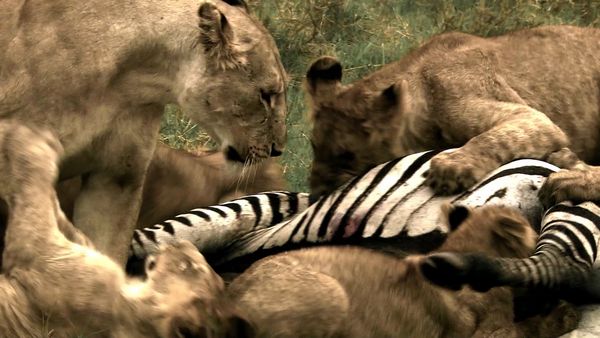 Human Prey - Killers of the Savannah