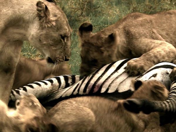 Human Prey - Killers of the Savannah