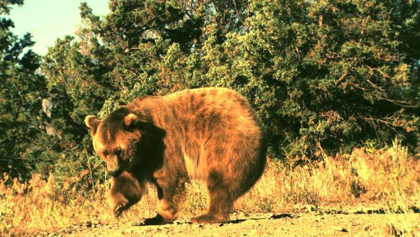 Human Prey - Killer Bears