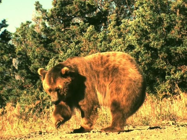 Human Prey - Killer Bears