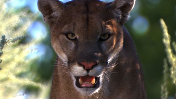 Human Prey - Killer Canines and Felines