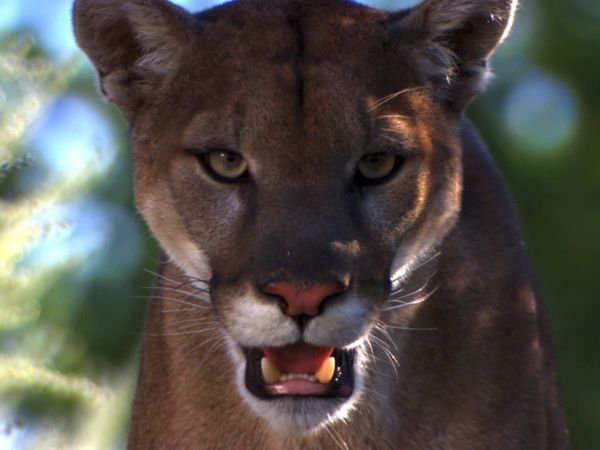 Human Prey - Killer Canines and Felines