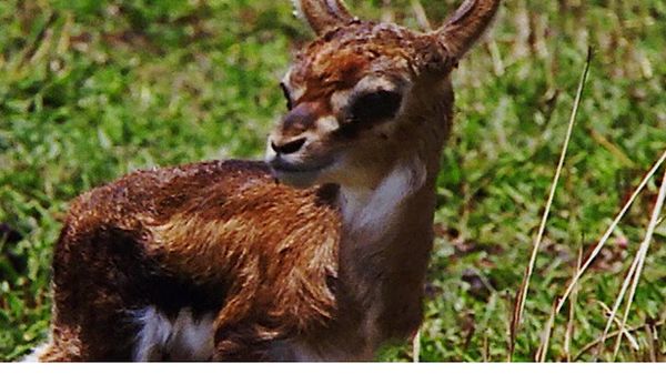 Animal Babies Born Wild - The Baby Gazelle and the Baby Topi Antelope