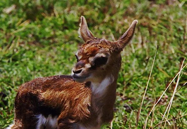 Animal Babies Born Wild - The Baby Gazelle and the Baby Topi Antelope