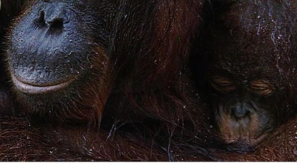 Animal Babies Born Wild - The Baby Proboscis Monkey and the Baby Macaque