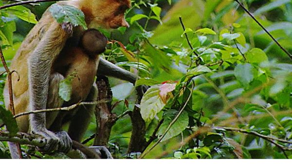 Animal Babies Born Wild - The Baby Baboon and the Baby Orangutan
