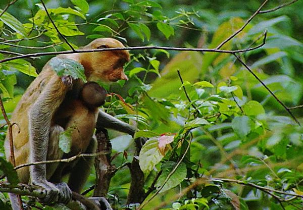 Animal Babies Born Wild - The Baby Baboon and the Baby Orangutan