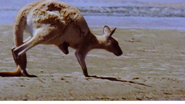 Animal Babies Born Wild - The Baby Kangaroo and the Baby Tasmanian Devil