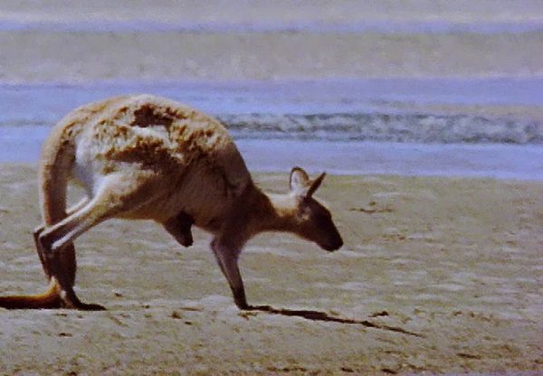 Animal Babies Born Wild - The Baby Kangaroo and the Baby Tasmanian Devil