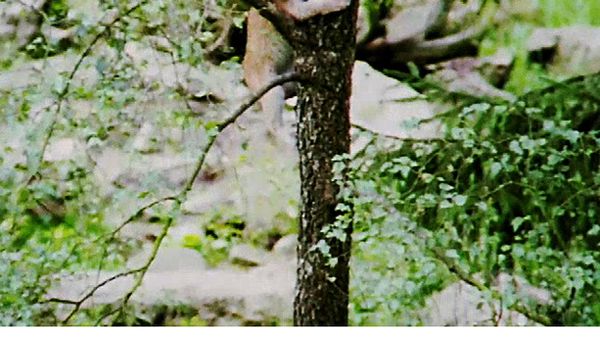 Animal Babies Born Wild - The Baby Lynx and the Baby Eagle