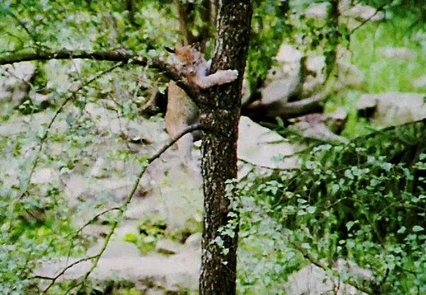Animal Babies Born Wild - The Baby Lynx and the Baby Eagle