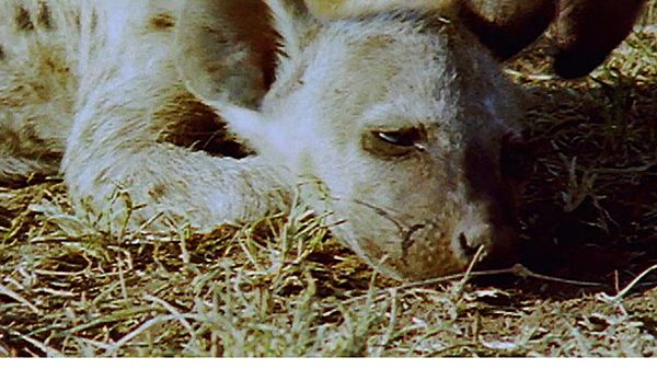 Animal Babies Born Wild - The Baby Hyena and the Baby Zebra
