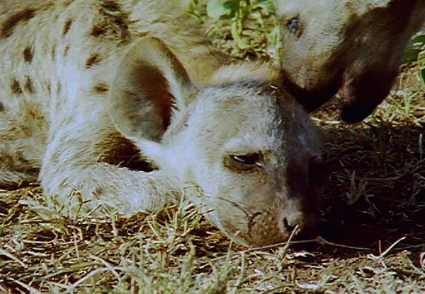 Animal Babies Born Wild - The Baby Hyena and the Baby Zebra