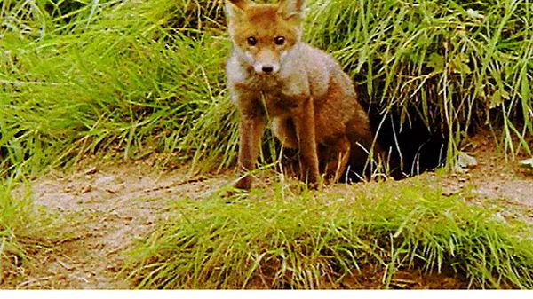 Animal Babies Born Wild - The Baby Fox and the Baby Rabbit