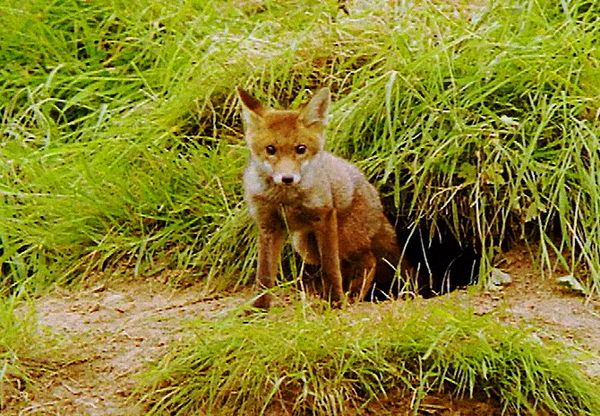 Animal Babies Born Wild - The Baby Fox and the Baby Rabbit