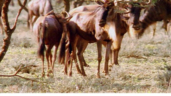 Animal Babies Born Wild - The Baby Wildebeest and the Baby Sea Lion