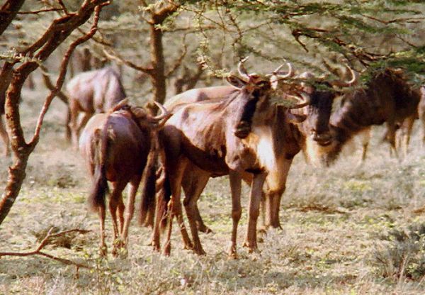 Animal Babies Born Wild - The Baby Wildebeest and the Baby Sea Lion